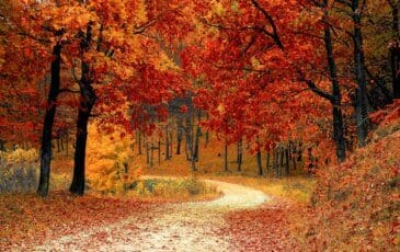 A Taste of Autumn