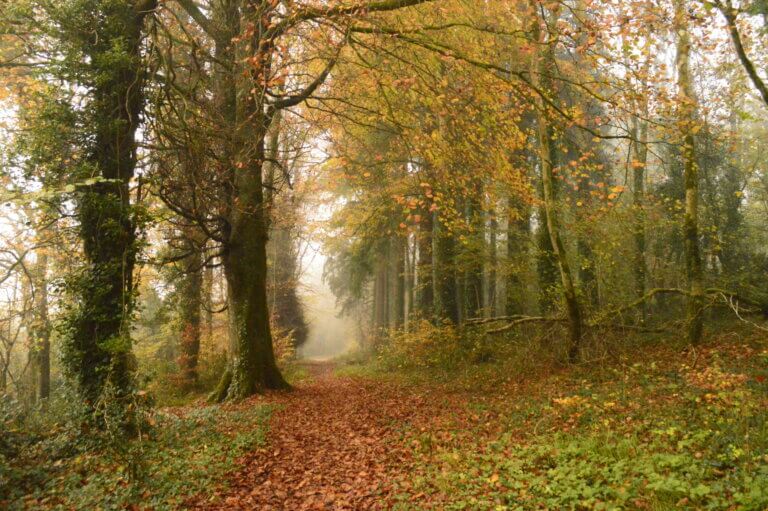 Onsite Woodland Walks